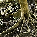 Xylocarpus granatum (Cannonball Mangrove) in Chinamans Creek ホウガンヒルギ<br />EOS 6D + EF24L F1.4